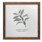 Arabica Coffee Letterpress Print