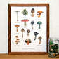 Poisonous Mushrooms Chart