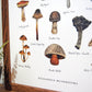 Poisonous Mushrooms Chart