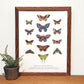 Moths of North America 11x14 Chart