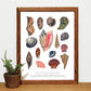 Mollusks of North America 11x14 Chart