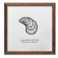 Atlantic Oyster Letterpress Print