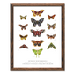 Moths of North America 11x14 Chart