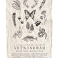 Field Guide to Shenandoah National Park Flour Sack Tea Towel